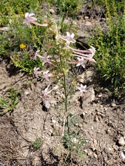 Ipomopsis aggregata collina