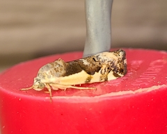 Tarache augustipennis