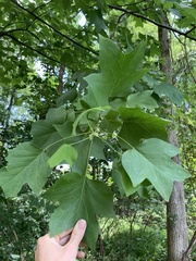 Liriodendron tulipifera