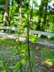 Epipactis albensis