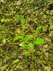 Epipactis albensis
