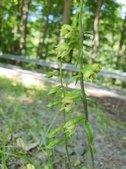 Epipactis albensis