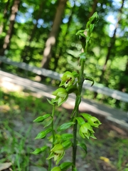 Epipactis albensis
