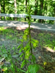 Epipactis albensis