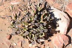 Machairophyllum bijliae