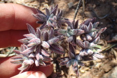Crassula mesembryanthoides