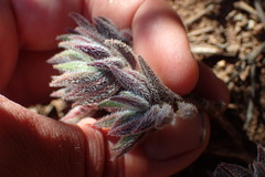 Crassula mesembryanthoides