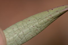 Machairophyllum bijliae