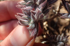 Crassula mesembryanthoides