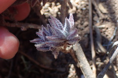 Crassula mesembryanthoides