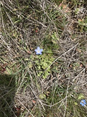 Nemophila menziesii integrifolia