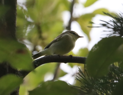 Mosquitero verdoso (Phylloscopus trochiloides)