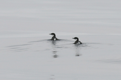 Synthliboramphus craveri