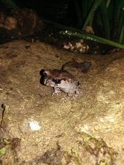 Leptobrachium hasseltii