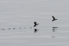 Synthliboramphus craveri