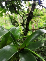 Catopsis sessiliflora