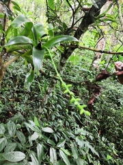 Catopsis sessiliflora