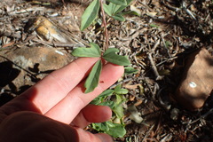 Rhoicissus tridentata