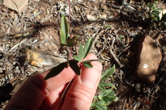 Rhoicissus tridentata