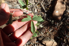 Rhoicissus tridentata