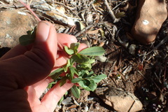 Rhoicissus tridentata