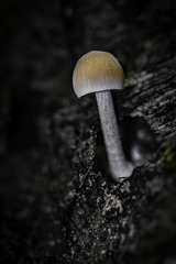 Pluteus semibulbosus