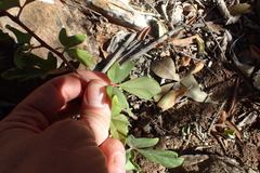 Rhoicissus tridentata