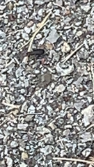 Cicindela punctulata