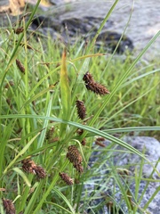 Carex lyngbyei
