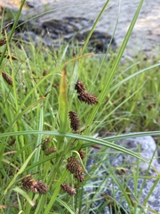 Carex lyngbyei