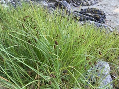 Carex lyngbyei