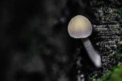 Pluteus semibulbosus