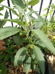 Physalis longifolia longifolia