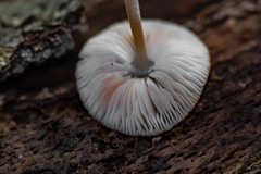 Pluteus semibulbosus