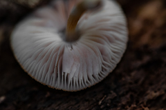 Pluteus semibulbosus