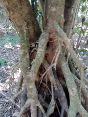 Bravaisia integerrima