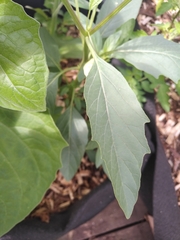 Physalis longifolia longifolia