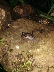 Leptobrachium hasseltii