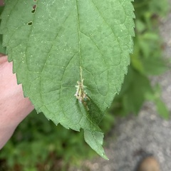 Calycomyza platyptera