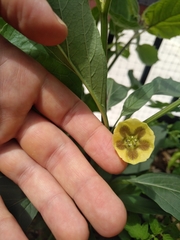 Physalis longifolia longifolia