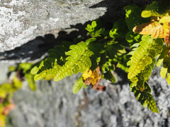 Polypodium amorphum