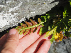Polypodium amorphum