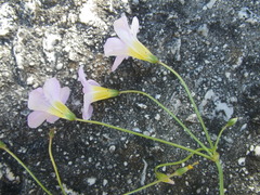 Oxalis caprina