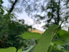 Calycomyza platyptera