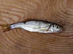 Alburnoides rossicus