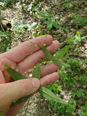 Galium latifolium