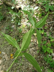 Galium latifolium