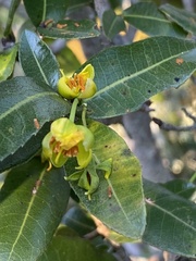 Ochna arborea