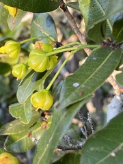 Ochna arborea