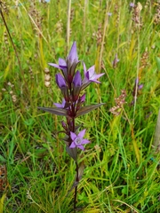 Gentianella lutescens